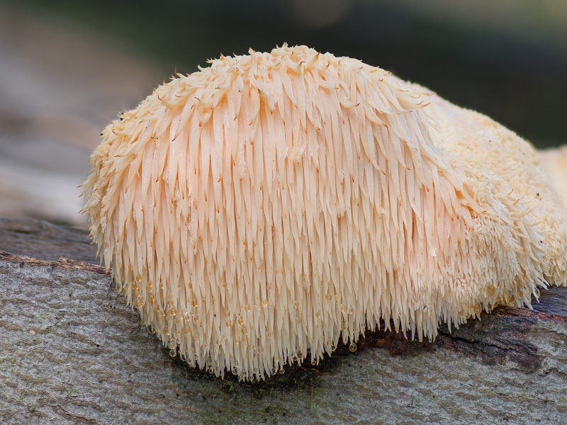 Hericium erinaceus